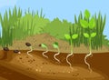 Plant sapling growing from ground with root system below ground level. Royalty Free Stock Photo
